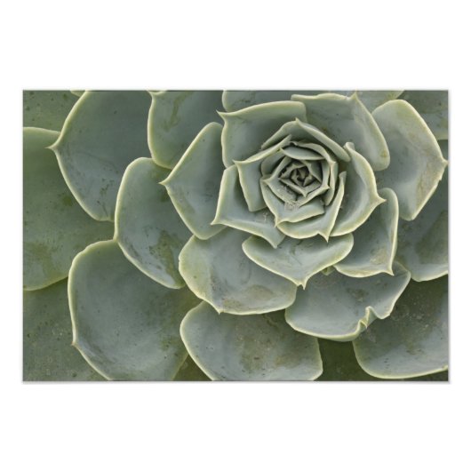 サボテン模様 フォトプリント            (正面)