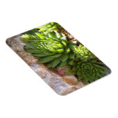 サボテン磁石 マグネット (右側)