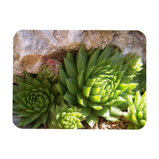 サボテン磁石 マグネット (横)