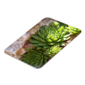 サボテン磁石 マグネット (左側)