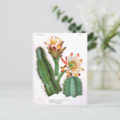 サボテン科 ヴィンテージ植物画 ポストカード (スタンド正面)