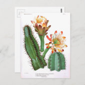 サボテン科 ヴィンテージ植物画 ポストカード (正面/裏面)
