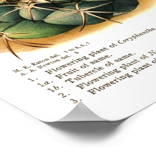 サボテン種 ポスター (角)