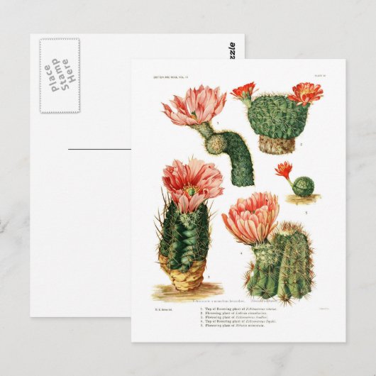 サボテン種 ポストカード (正面/裏面)