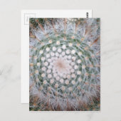 サボテン緩和曲線 ポストカード (正面/裏面)