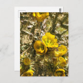 サボテン花イエローチョラ開花 ポストカード (正面/裏面)