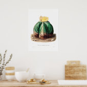 サボテン花サボテン植物のImagのノーパルスケッチ ポスター (キッチン)