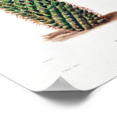 サボテン花サボテン植物のImagのノーパルスケッチ ポスター (角)