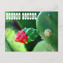 サボテン花植物 ポストカード