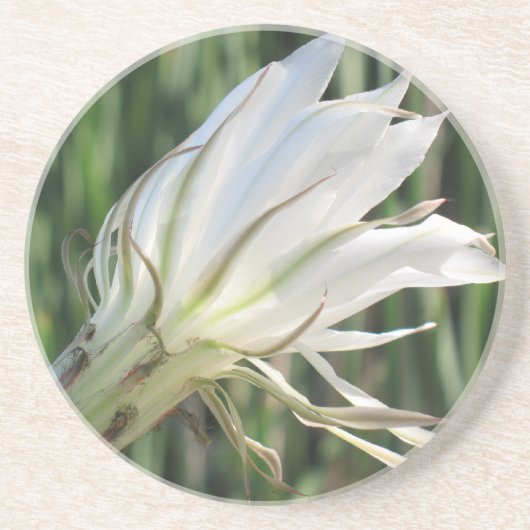 サボテン花砂岩コースター コースター (正面)