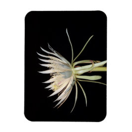 サボテン花磁石 マグネット