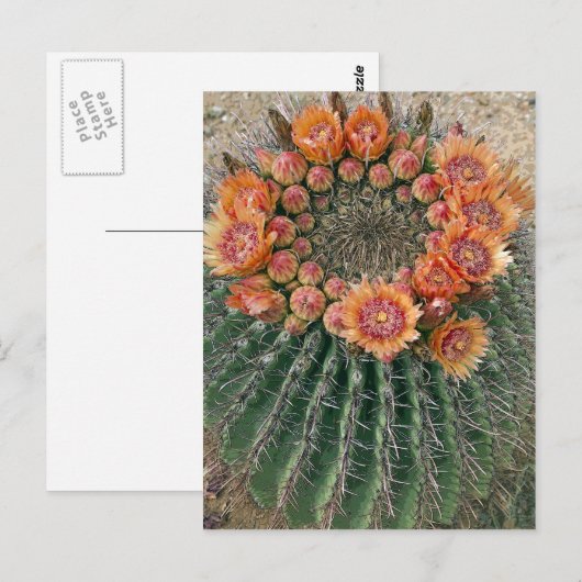 サボテン花002d ポストカード (正面/裏面)