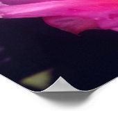 サボテン花2 ポスター (角)