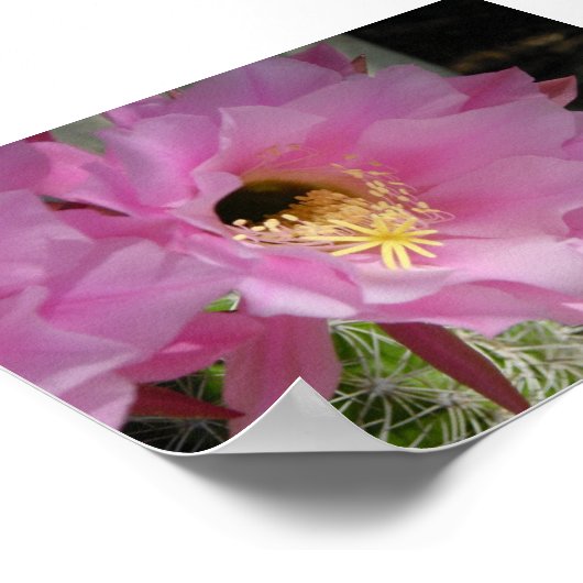 サボテン花 ポスター (角)