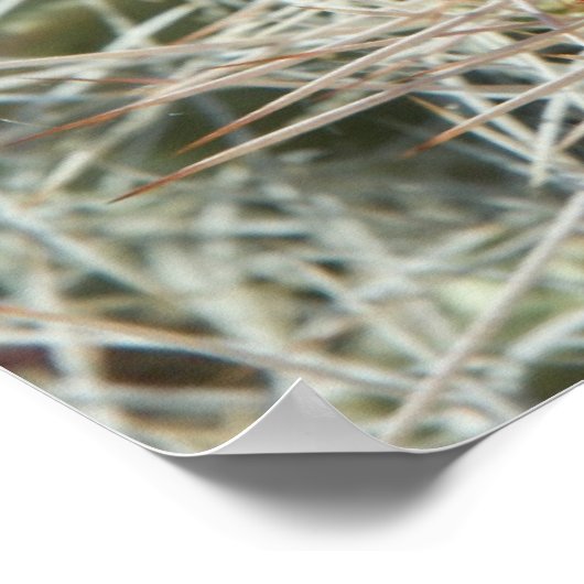 サボテン花 ポスター (角)