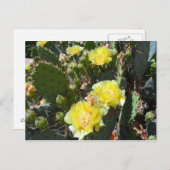 サボテン花 ポストカード (正面/裏面)