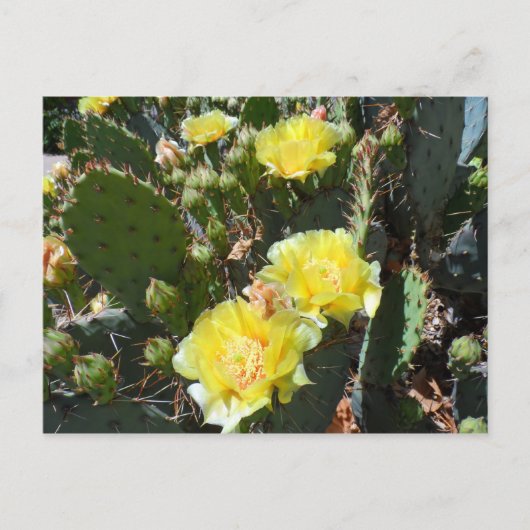 サボテン花 ポストカード (正面)