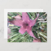 サボテン花 ポストカード (正面/裏面)