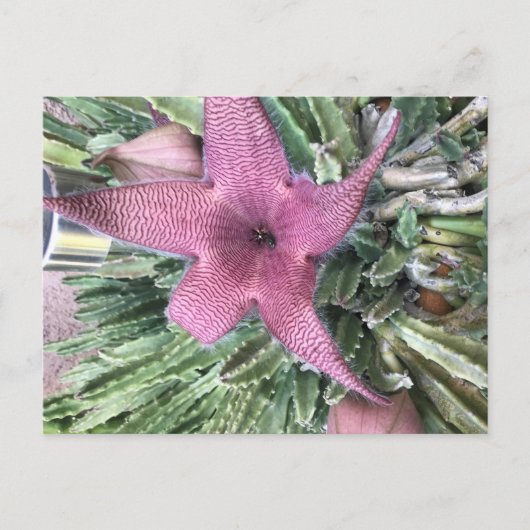 サボテン花 ポストカード (正面)