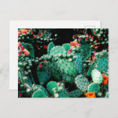 サボテン葉書 ポストカード (正面/裏面)