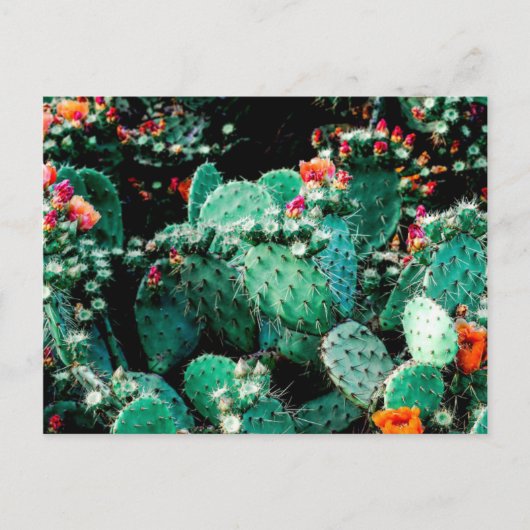 サボテン葉書 ポストカード (正面)