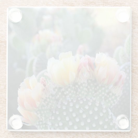 サボテン開花イエローピンク砂漠の花写真 ガラスコースター (裏面)