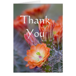 サボテン開花インオレンジサンキューカード