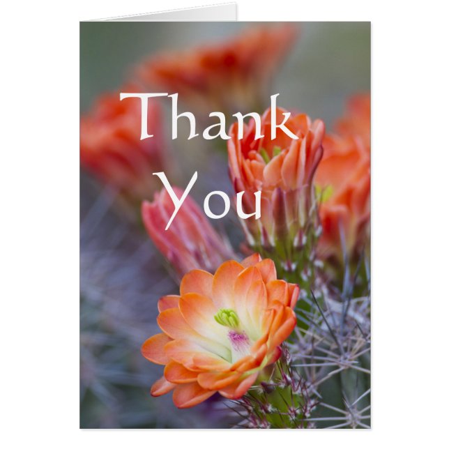 サボテン開花インオレンジサンキューカード (正面)