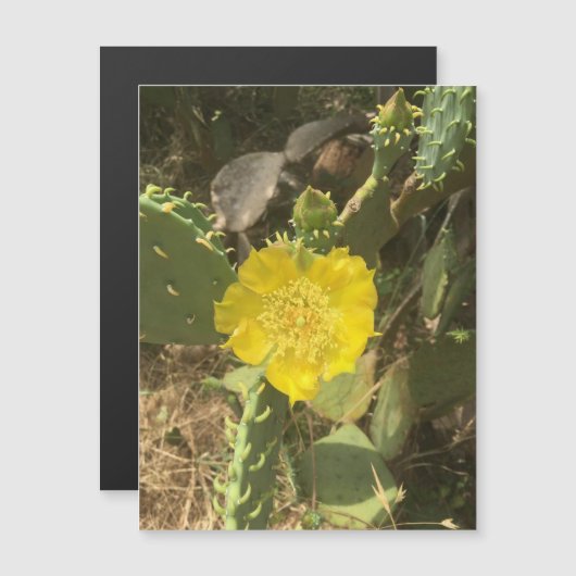 サボテン開花磁石 (正面/裏面)