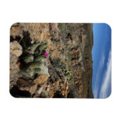 サボテン開花 マグネット (横)