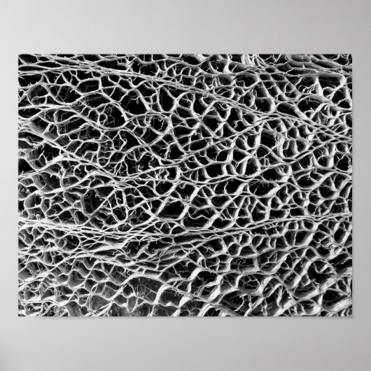 サボテン骨格 ポスター (正面)