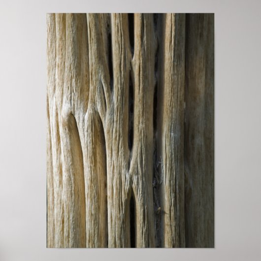 サボテン骨格 ポスター (正面)