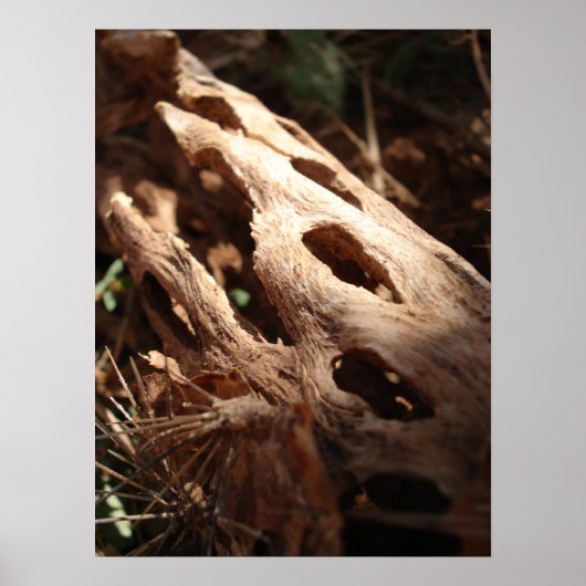 サボテン骨 ポスター (正面)