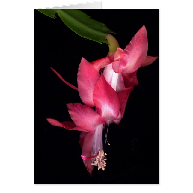 サボテン (正面)