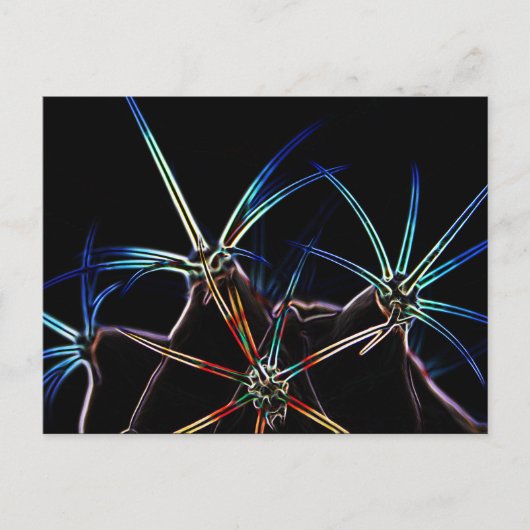 サボテン1 pccnm ポストカード (正面)