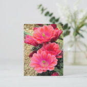 サボテン：はがき ポストカード (スタンド正面)