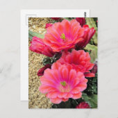 サボテン：はがき ポストカード (正面/裏面)