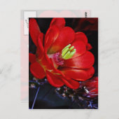 サボテン(カボテン) ポストカード (正面/裏面)