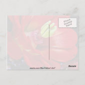 サボテン(カボテン) ポストカード (裏面)