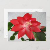 サボテン、クリスマス シーズンポストカード (正面/裏面)