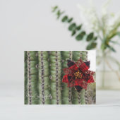 サボテン シーズンポストカード (スタンド正面)