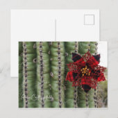 サボテン シーズンポストカード (正面/裏面)