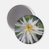 サボテン・ジャック マグネット (正面/裏面)