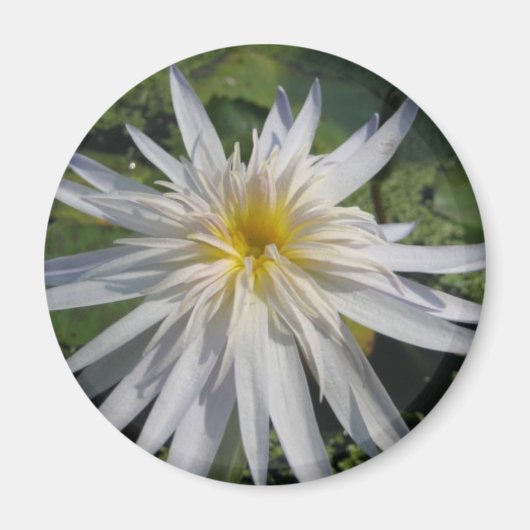 サボテン・ジャック マグネット (正面)