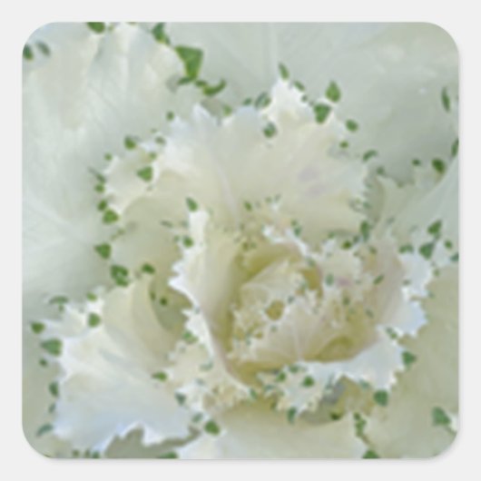 サボテン スクエアシール (正面)