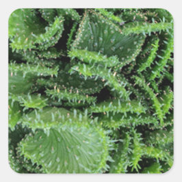 サボテン スクエアシール