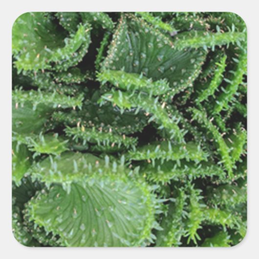 サボテン スクエアシール (正面)