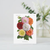 サボテン・ダリア ポストカード (スタンド正面)