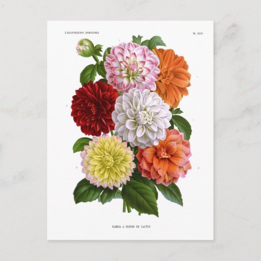 サボテン・ダリア ポストカード (正面)