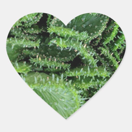 サボテン ハートシール (正面)